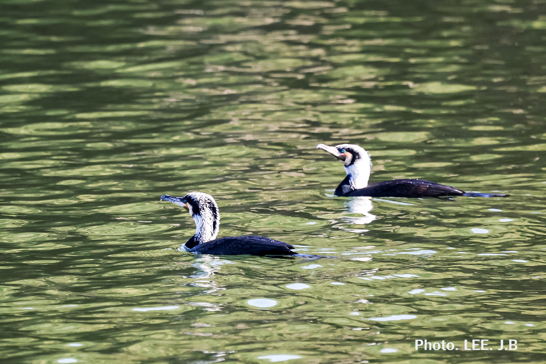 20260212-청춘의 못 (1).JPG