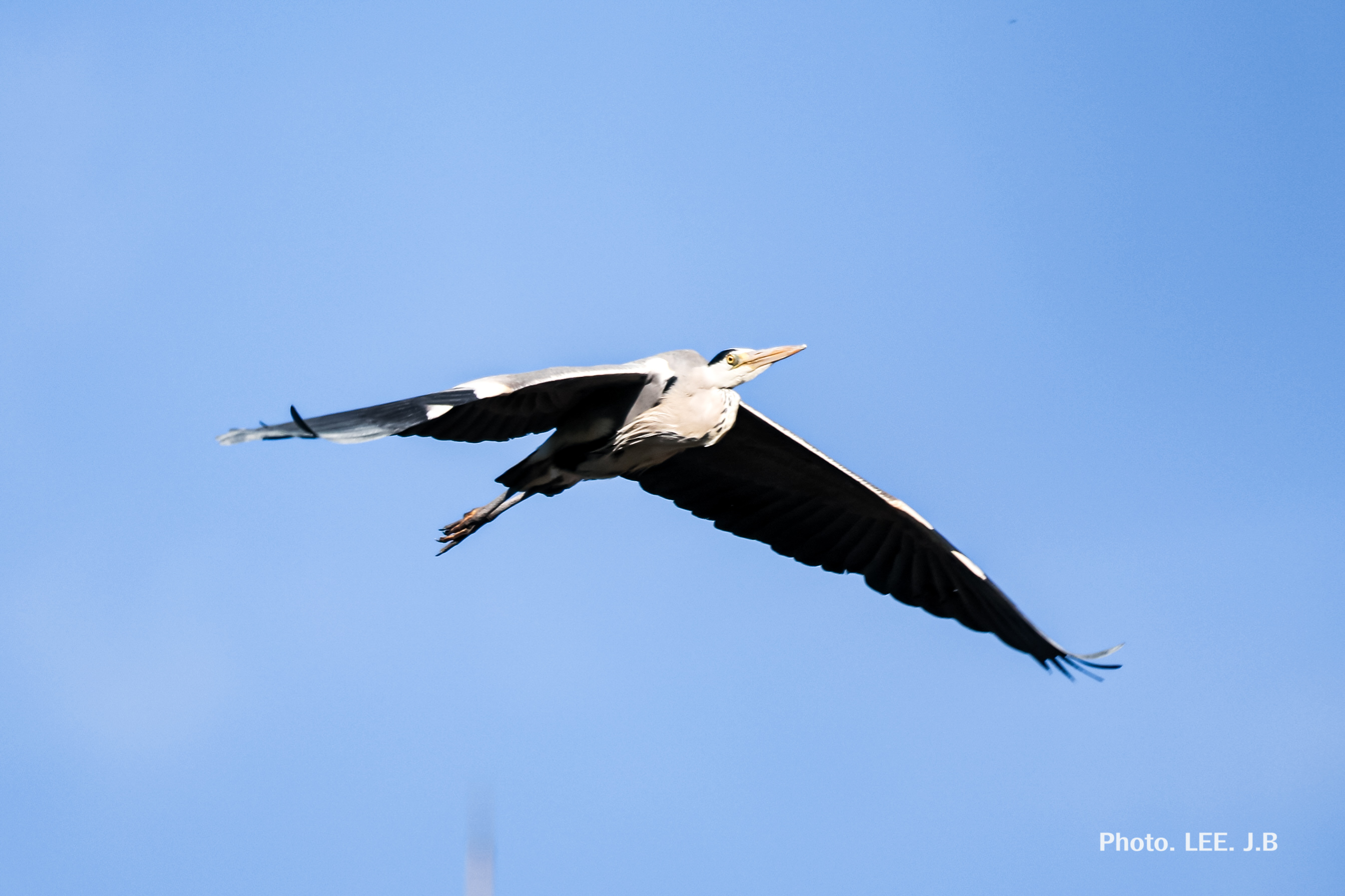 20260212-청춘의 못 (6).JPG