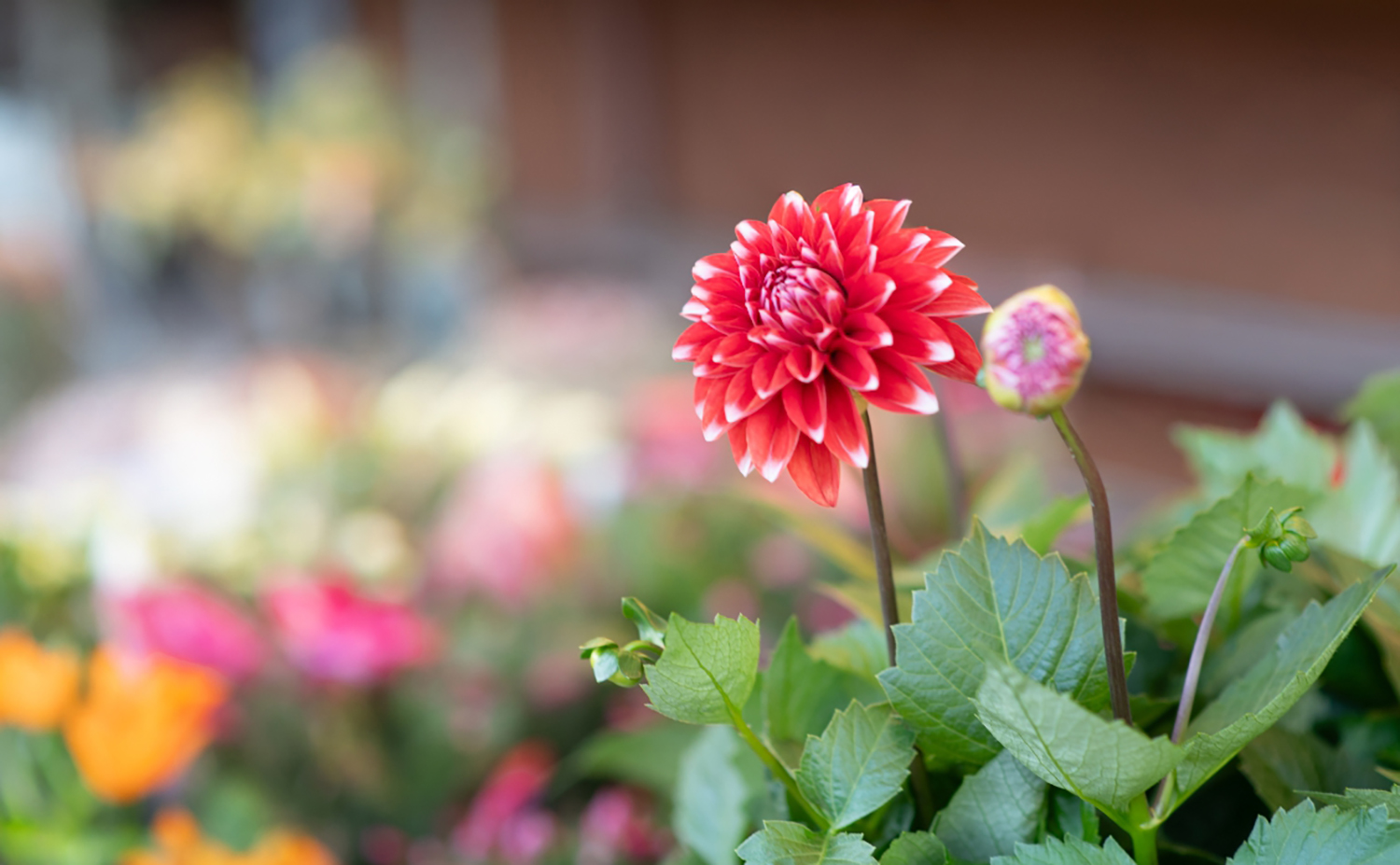 봄에 핀 다알리아꽃.jpg