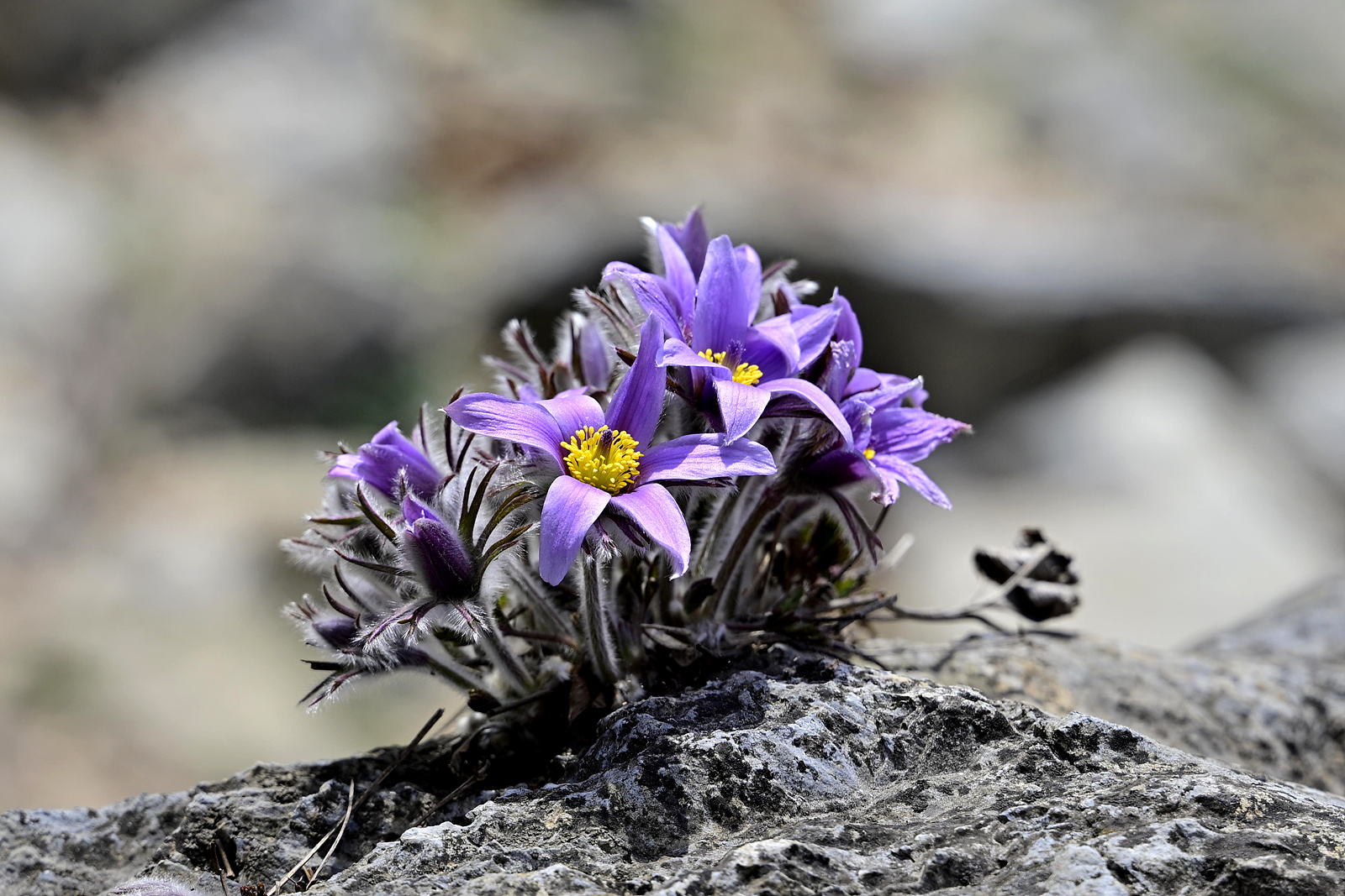 20260322 동강할미꽃-Z6_3-0339_v-pw.jpg