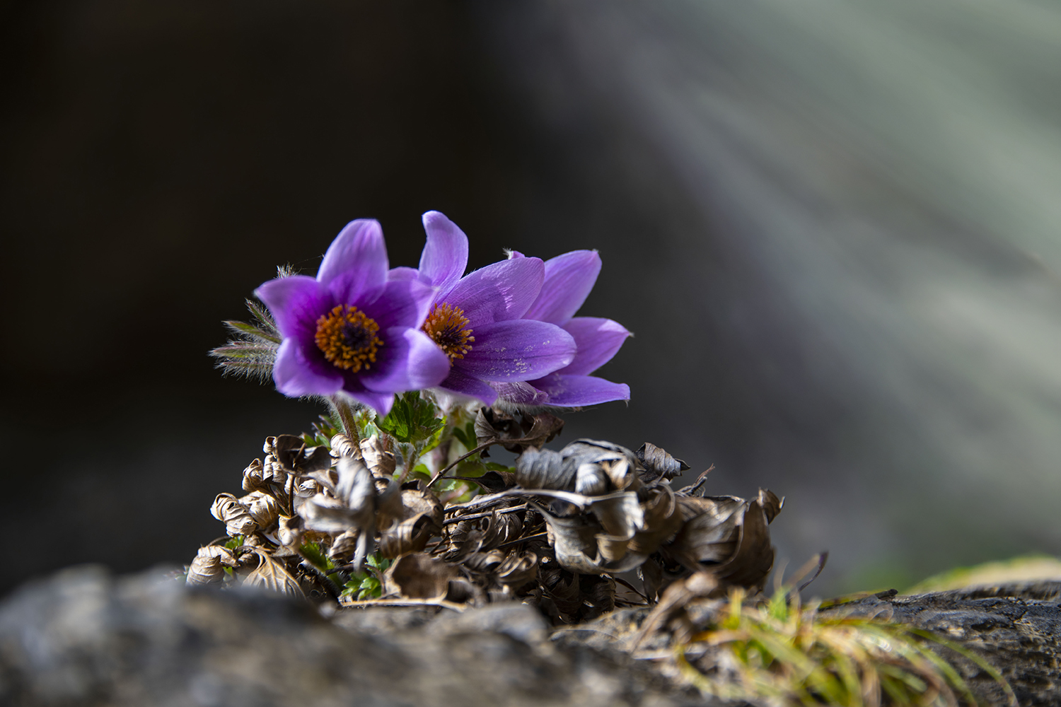 동강할미꽃 (2).jpg