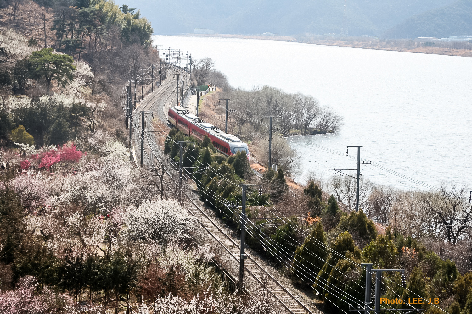 20260304-원동순매원 (15).JPG