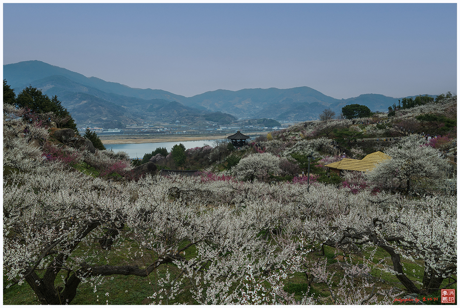 광양매화마을.jpg