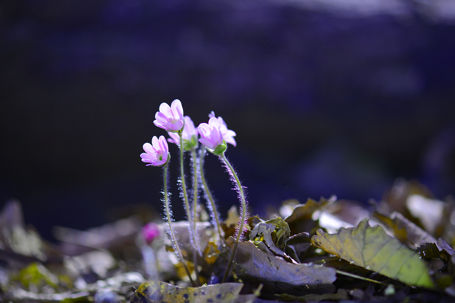 구봉도 홍노루귀.jpg
