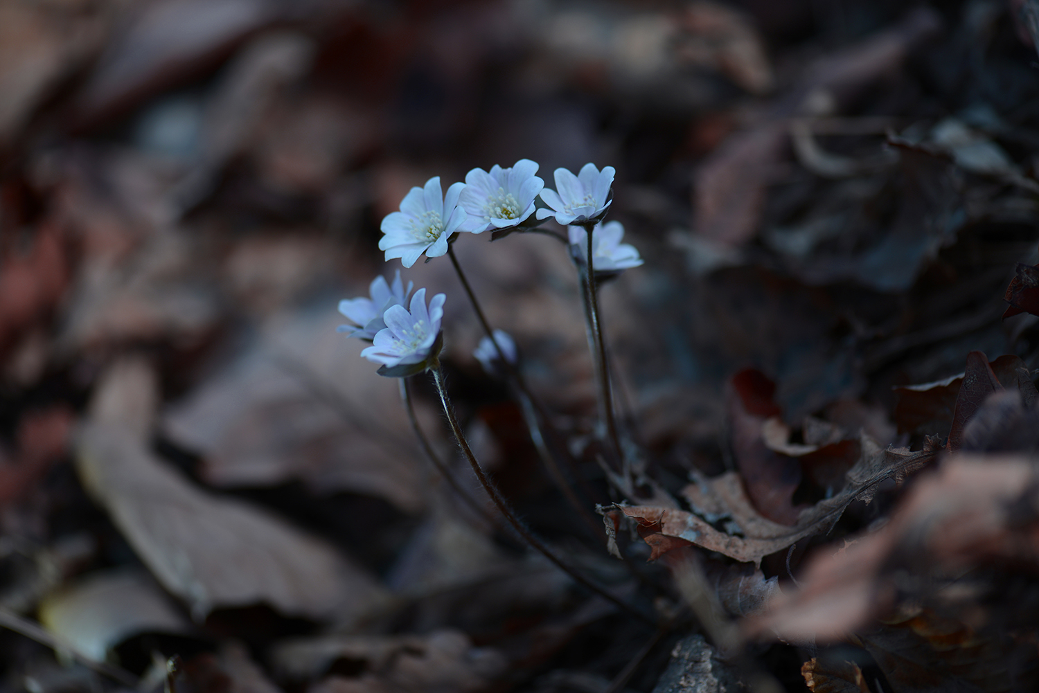 구봉도 흰노루귀.jpg