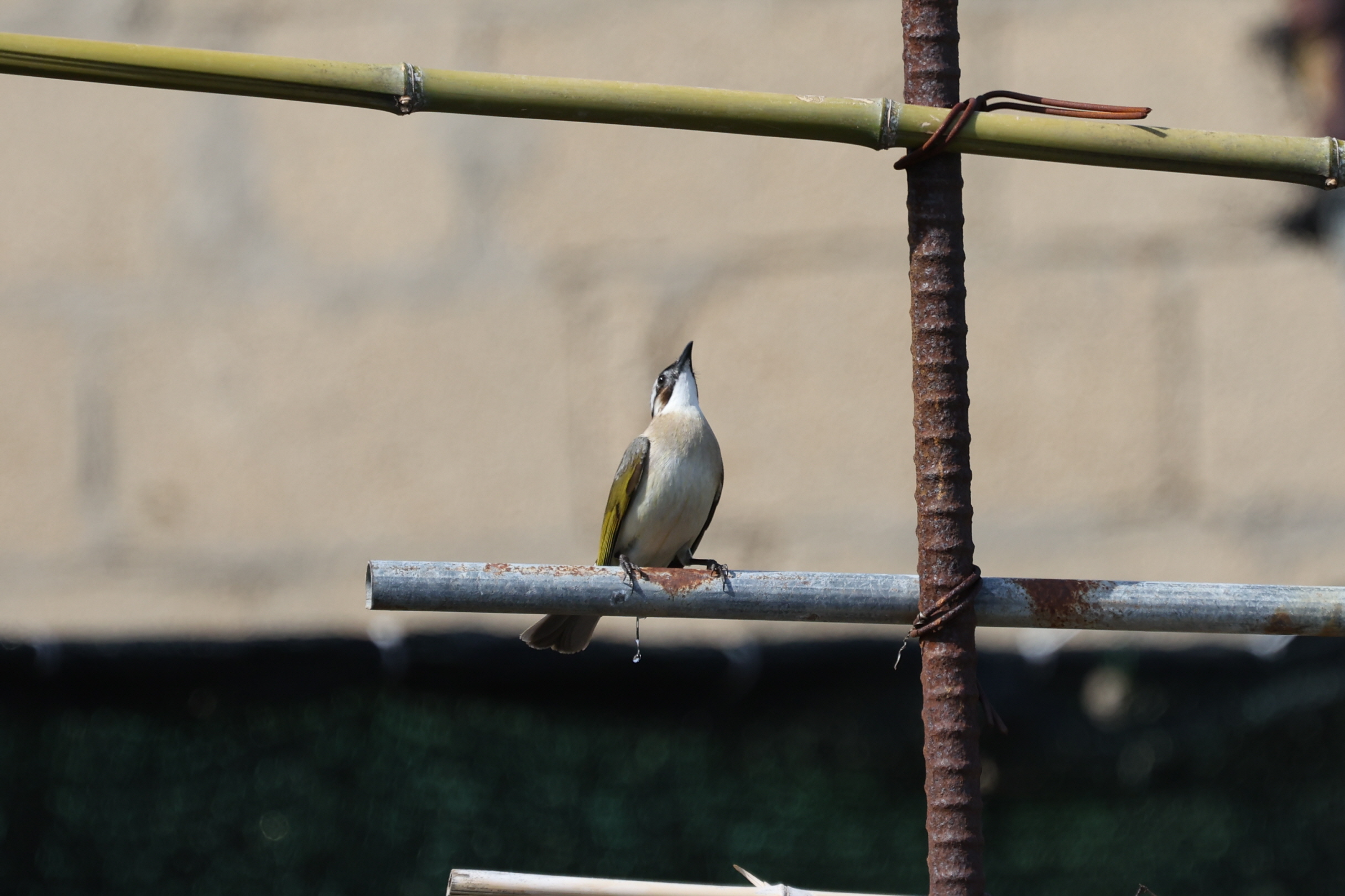 20260314-주전 (3).JPG