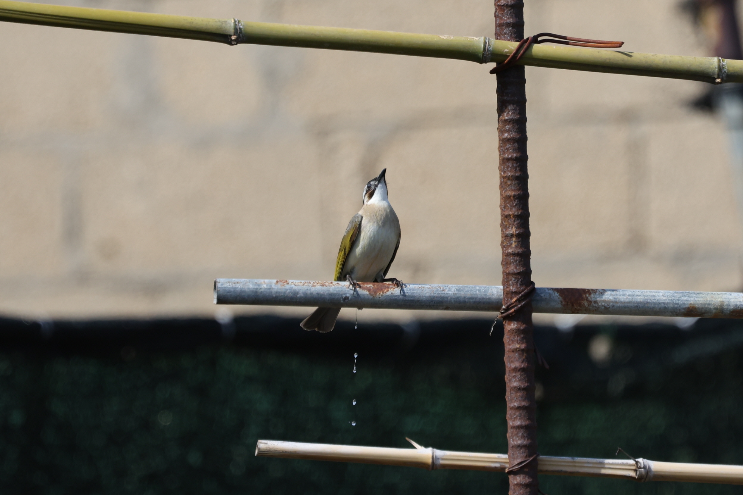 20260314-주전 (5).JPG