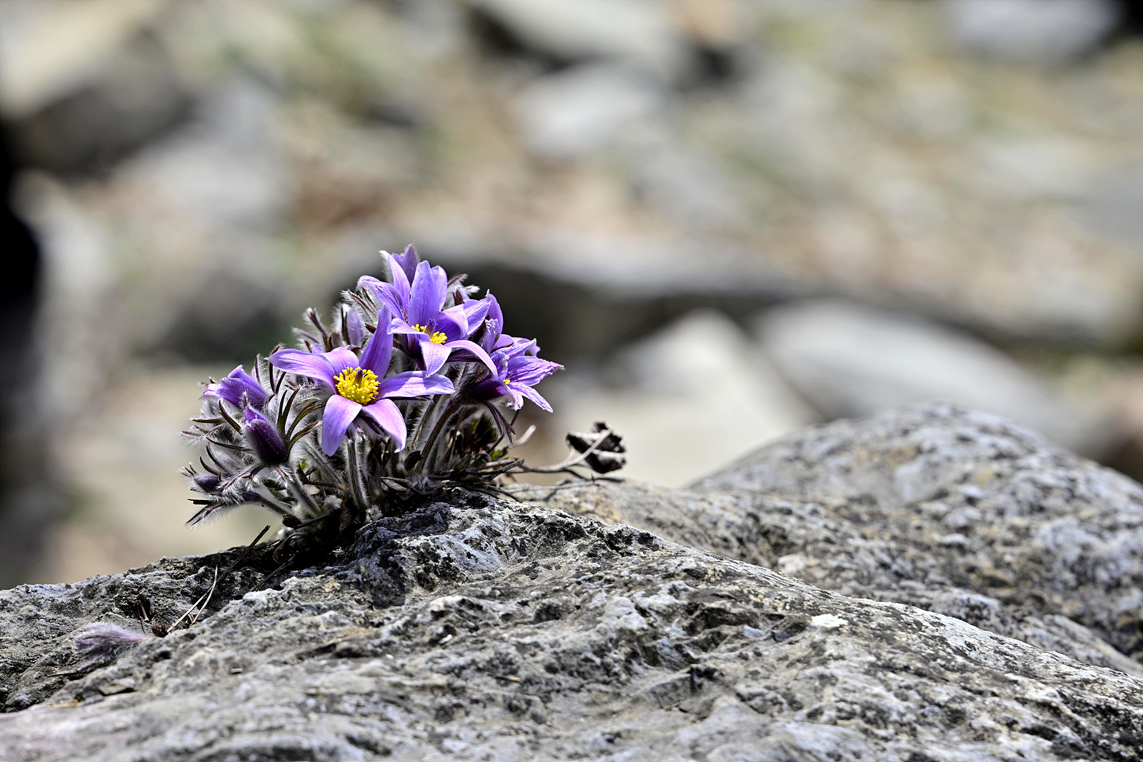 20260322 동강할미꽃-Z6_3-0342_v-pw.jpg