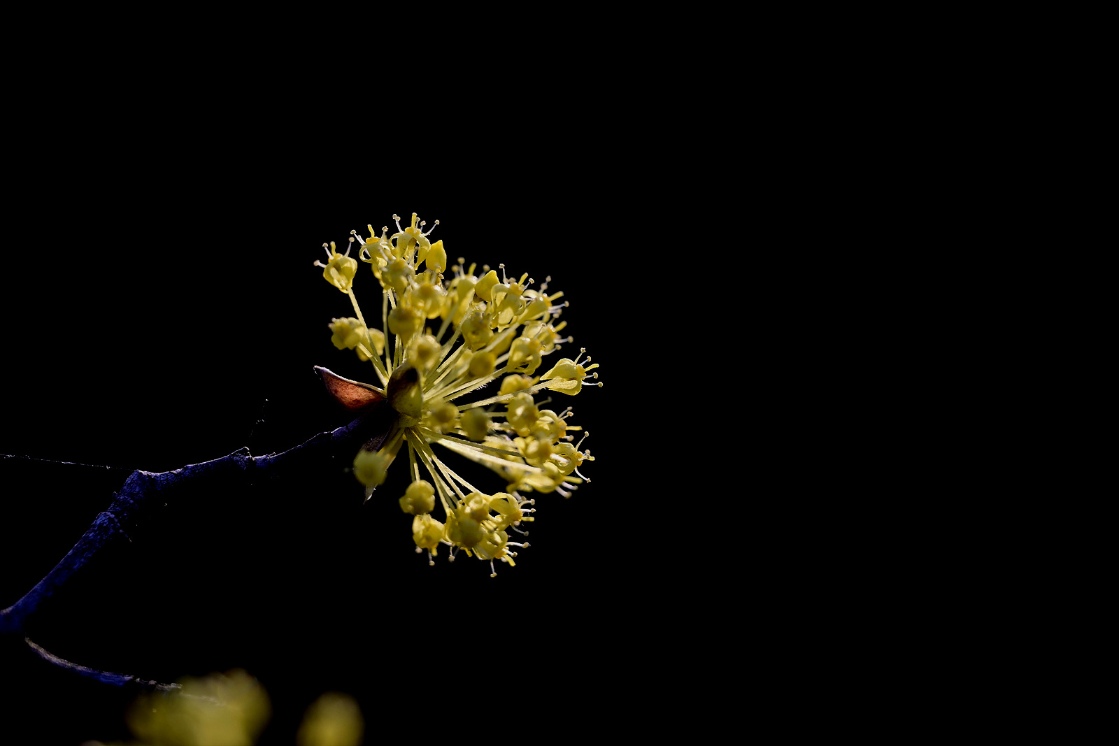 20260328 이천산수유마을-Z6_3-0168_v-pw.jpg