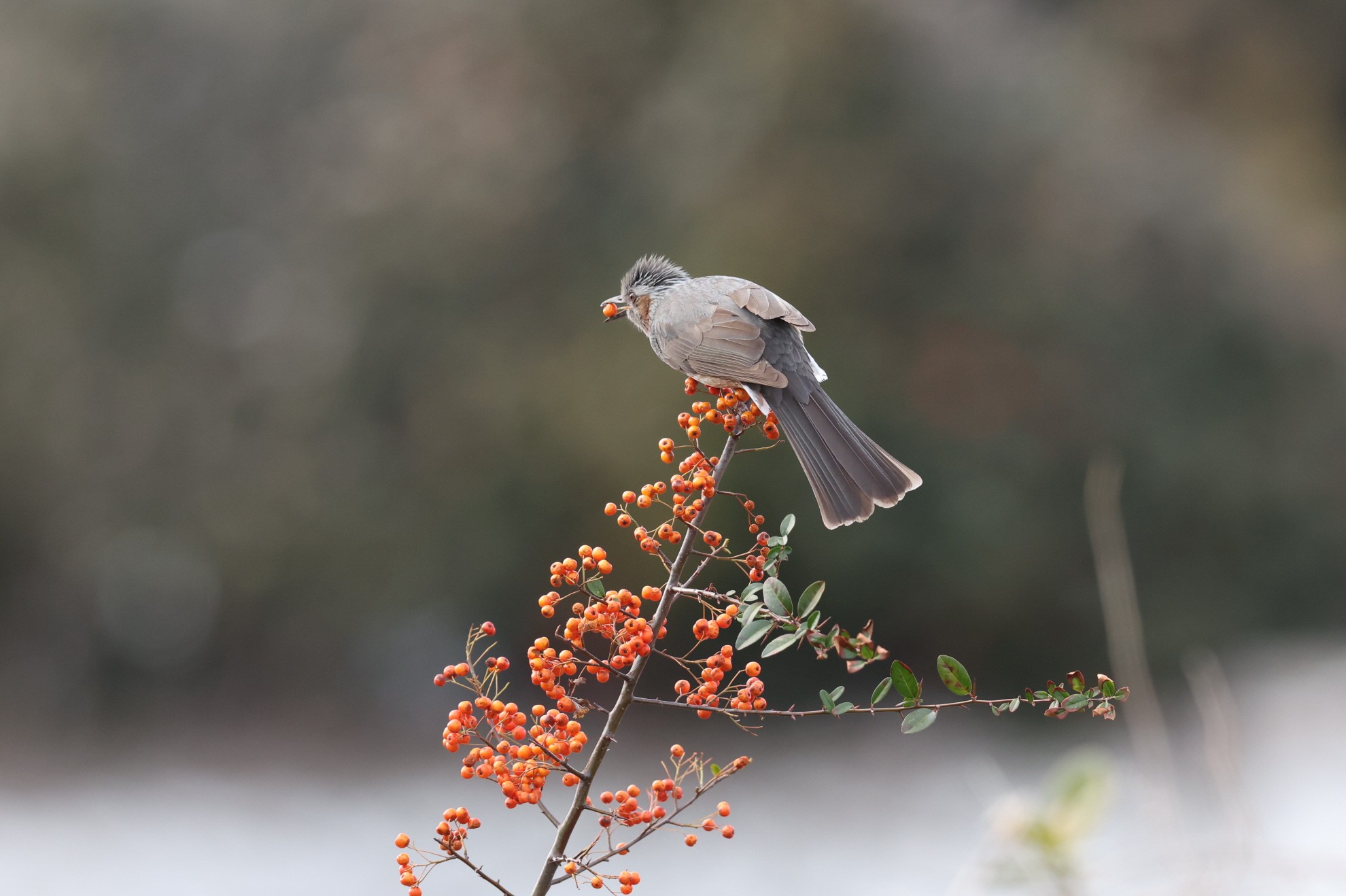 20260314-주전 (24).JPG