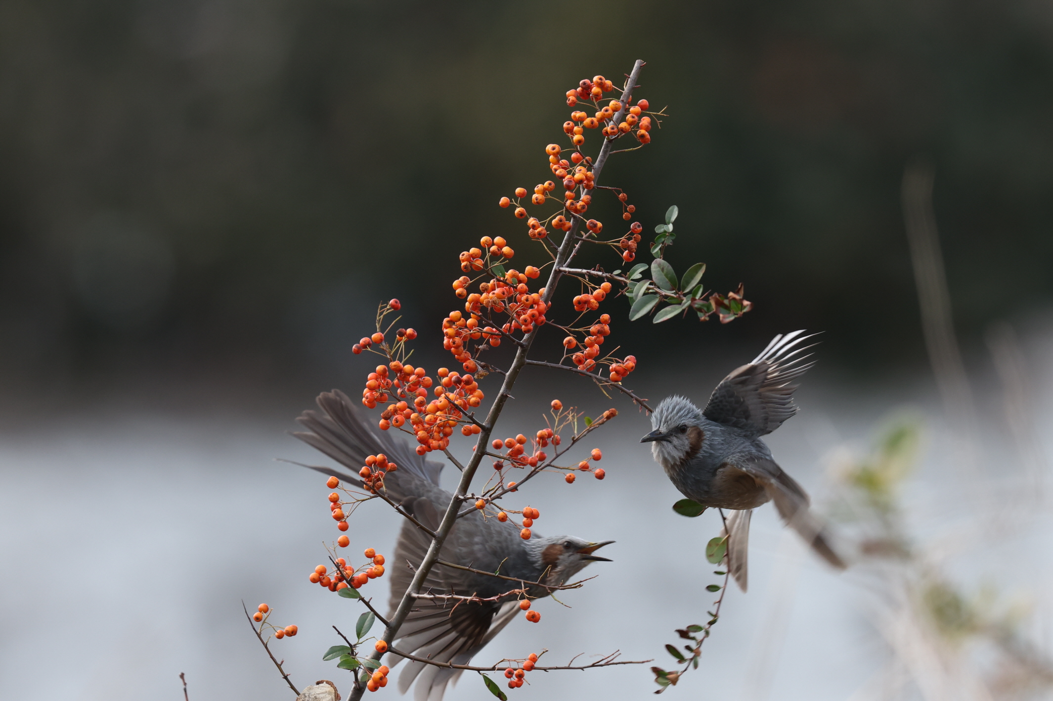 20260314-주전 (27).JPG