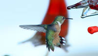 hummingbird2.jpg